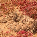 Puff Adder (Bitis arietans) Garry Smith